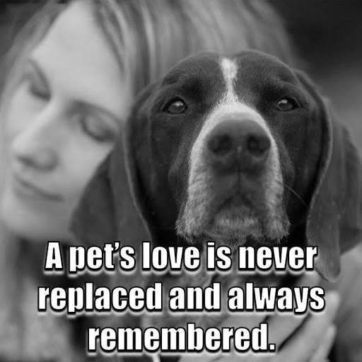 Animal Lover Quotes - Dog Lover Status - Cat Love screenshot 3