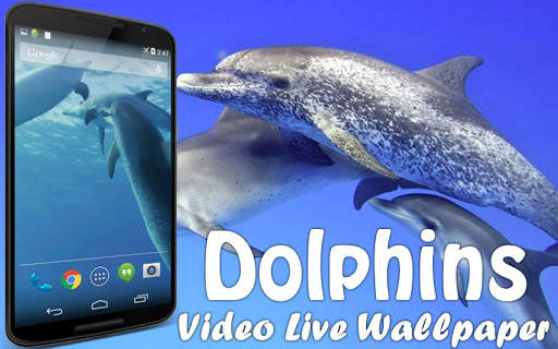Dolphins Video Live Wallpaper screenshot 1