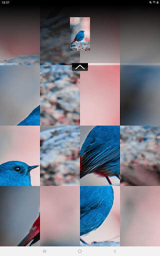 Puzzle Pic - Animal Edition screenshot 9