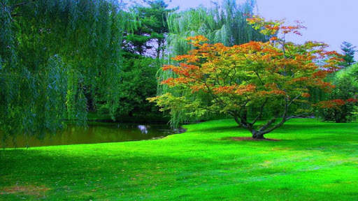 Forest HD Backgrounds screenshot 8