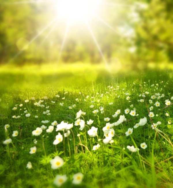 Beautiful Flowers Wallpaper screenshot 6
