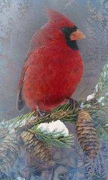 Snow Birds Songs HD LWP screenshot 1