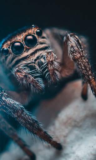 Spider Live Wallpaper (Wallpapers & Backgrounds) screenshot 1