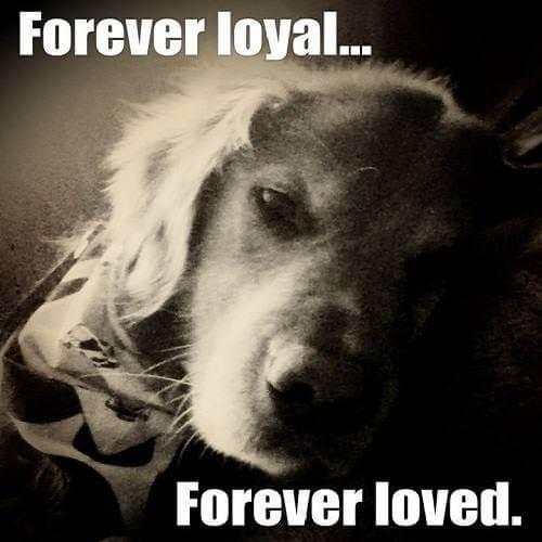 Animal Lover Quotes - Dog Lover Status - Cat Love screenshot 6