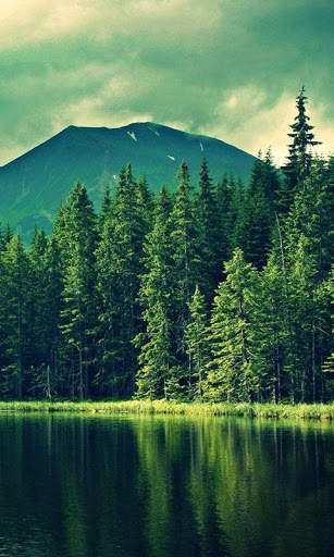 HD Forest Live Wallpaper screenshot 11
