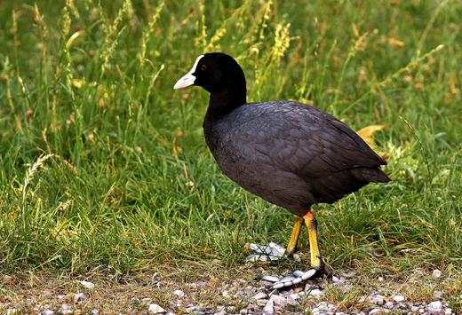 Coot Bird Wallpaper HD screenshot 1