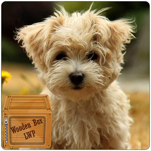 maltese puppy wallpaper - cute puppy wallpaper 1.006