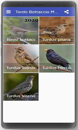 Song Thrush screenshot 1