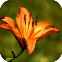 Lily Wallpapers on 9Apps
