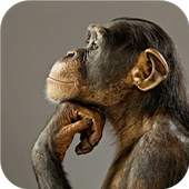 Funny chimpanzee 1.0