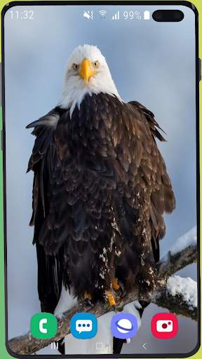 Eagle Wallpaper Best HD screenshot 15