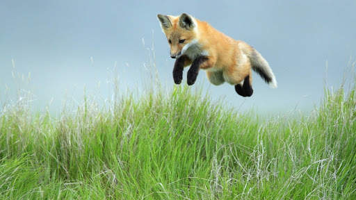 Fox Live Wallpaper (Wallpapers & Backgrounds) screenshot 8