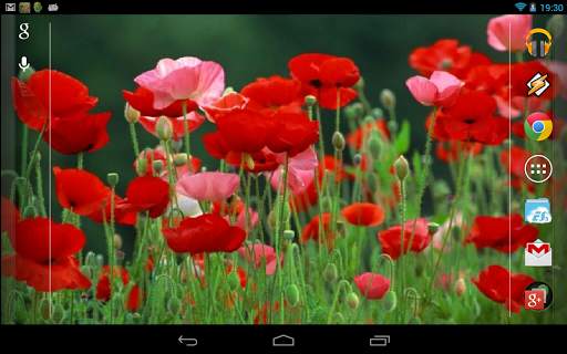 Red Poppies 3D Wallpaper screenshot 5