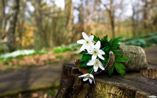 Flowers Wallpapers screenshot 4