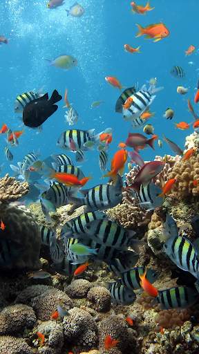 Aquarium Video Live Wallpaper screenshot 4