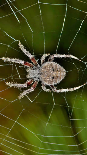 Spider Wallpapers screenshot 8