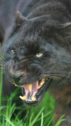 Panther Wallpapers: backgrounds hd screenshot 1