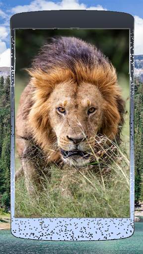 Nice Lion Wallpaper screenshot 2