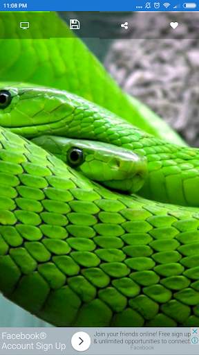 Snake Wallpaper screenshot 3