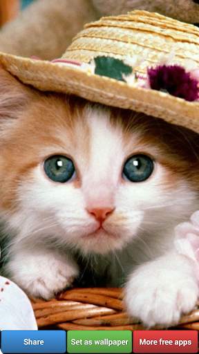 Cute Kitty Cats HD Wallpapers screenshot 4