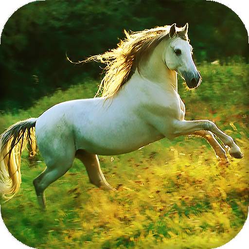 Horses Live Wallpaper : 7fon & LWP 16.0