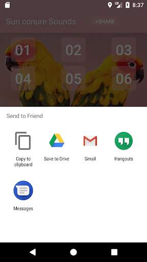 Sun conure bird sounds screenshot 4