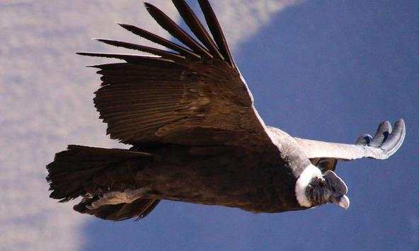 Condor wallpapers screenshot 1