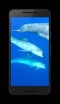 Dolphins Live Wallpaper screenshot 1