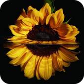HD Background Flower Wallpaper 1.01