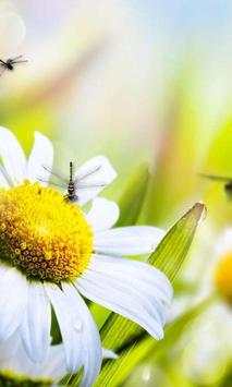 Daisy Photo LWP screenshot 2