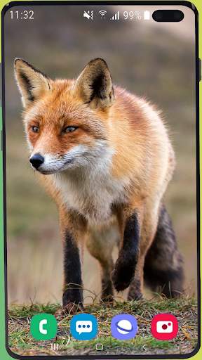 Fox Wallpaper Best HD screenshot 5