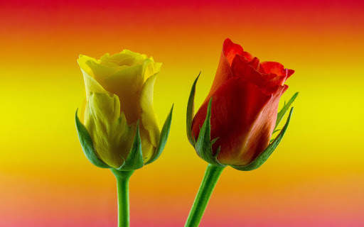 Flowers And Roses Animated Images Gif pictures 4K 16 تصوير الشاشة