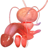 VR Male Reproductive System icon