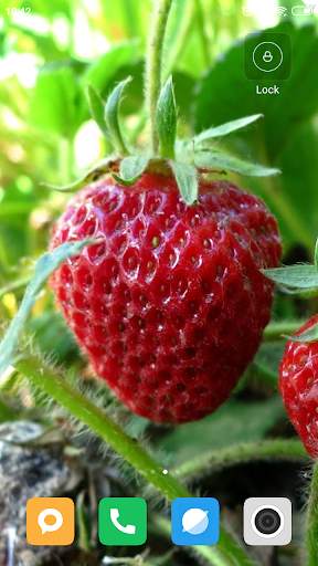 Strawberry Wallpaper HD screenshot 15