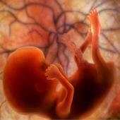 Pregnancy Stages 9.0