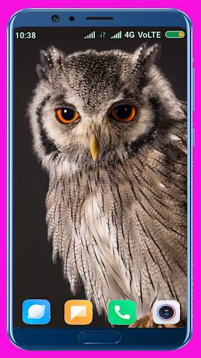 Owl Wallpaper screenshot 12
