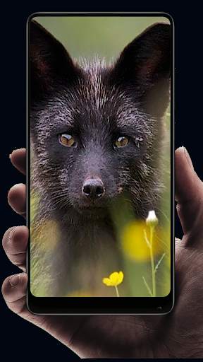 Fox Wallpaper HD screenshot 15