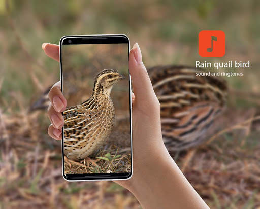 Rain quail bird calls screenshot 1