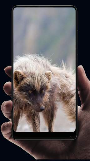 Fox Wallpaper HD screenshot 7
