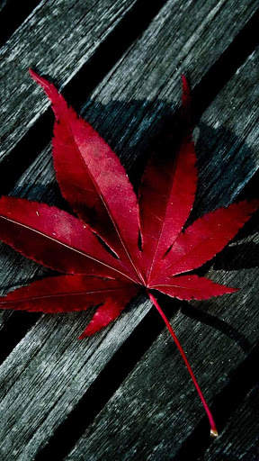 Leaf Full HD Wallpaper screenshot 12