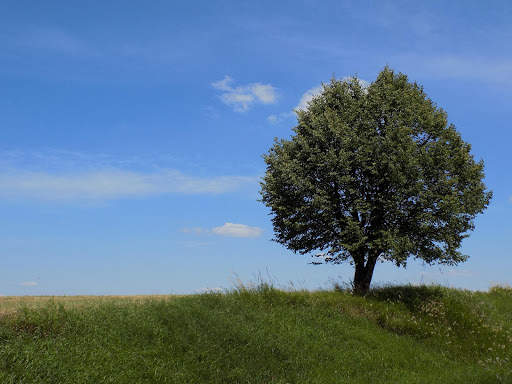 Tree Photo Frames 8 تصوير الشاشة