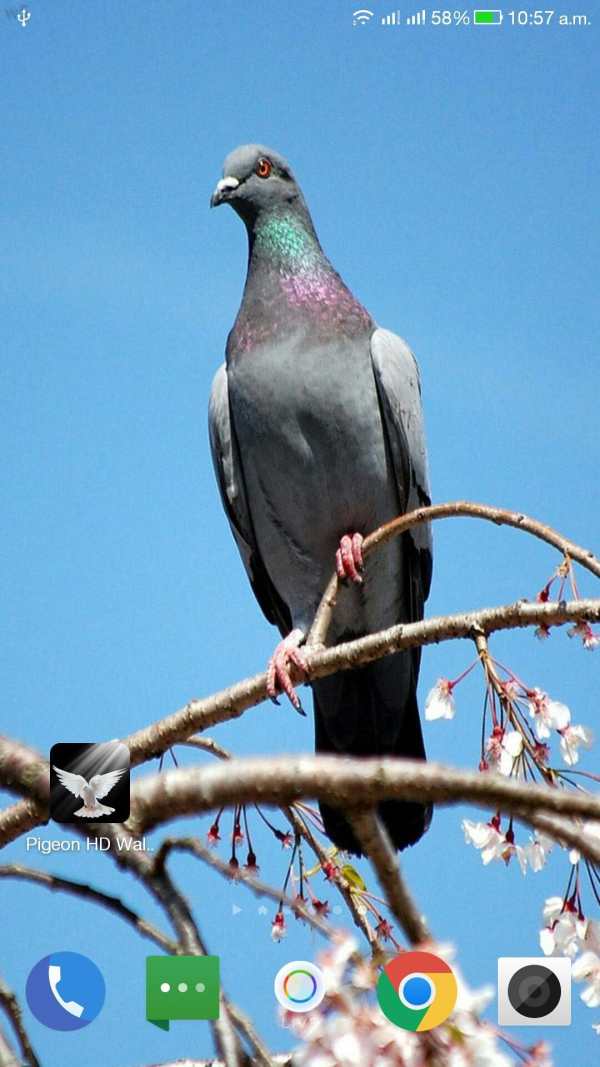 Pigeon HD Wallpaper screenshot 6