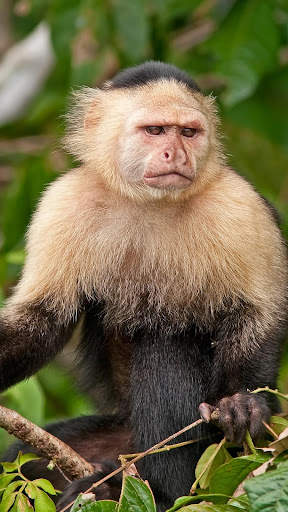 Monkey HD Wallpaper screenshot 4