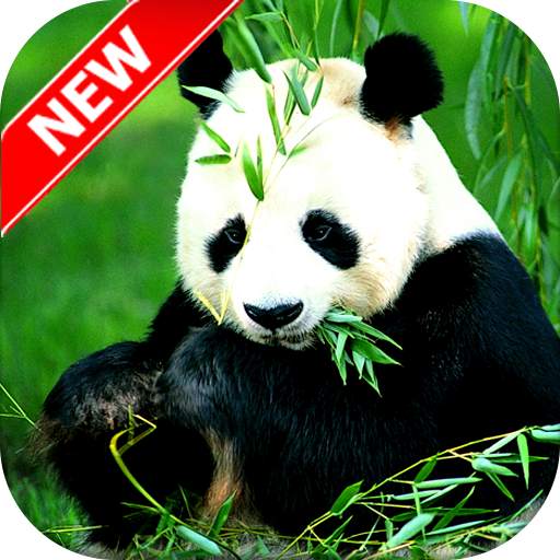Panda Wallpaper - Cute Panda Wallpapers 🐼 1.0.0
