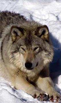 Wolf Photo HD screenshot 1