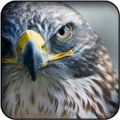 Falcon wallpapers 60