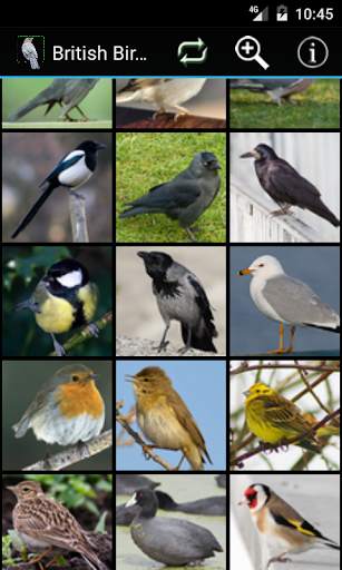 British Birds screenshot 1