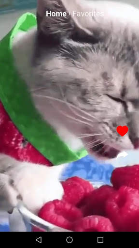 Kit Kot : Funny Cat Videos screenshot 8