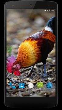 Red junglefowl Wallpapers screenshot 2
