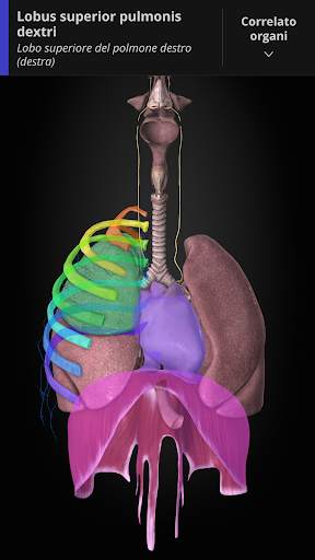 Anatomyka - Anatomia 3D screenshot 7